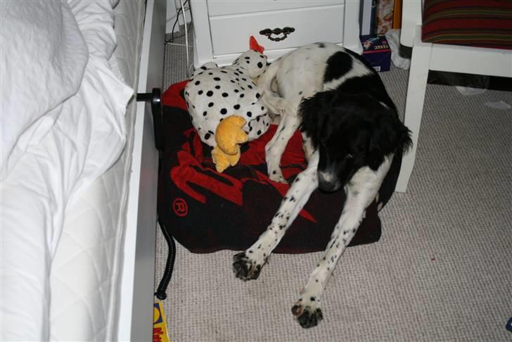 Field Trial spaniel Felix - Jeg er lige vågnet. billede 5