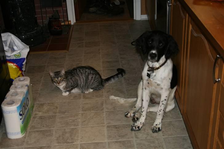 Field Trial spaniel Felix - Vi venter på mad. billede 6