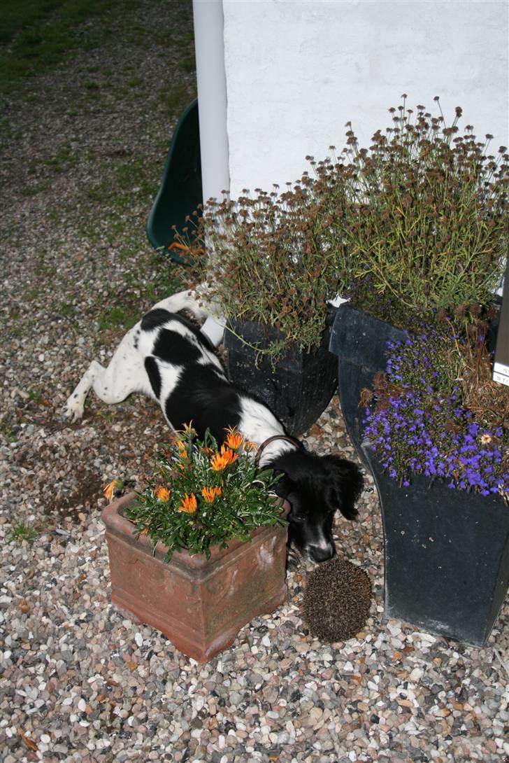 Field Trial spaniel Felix - Første gang jeg ser et pindsvin. billede 7