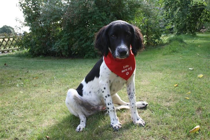 Field Trial spaniel Felix - Jeg er bare lille og smart billede 8