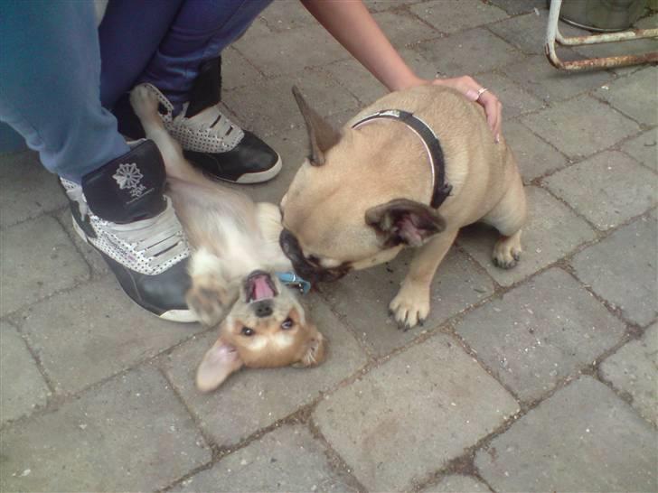 Blanding af racer Chicko <3 - Skal vi lege? , Chicko og trunte fuld fart frem af billede 9