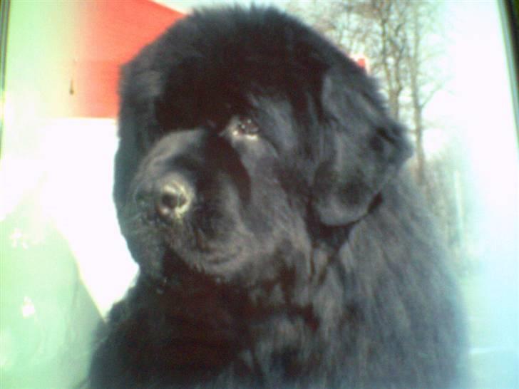 Newfoundlænder Frede billede 3