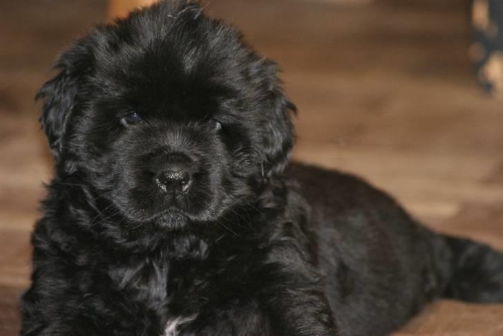 Newfoundlænder Yrsa - Lille Yrsa billede 1