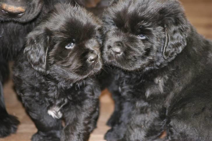 Newfoundlænder Yrsa - Det er min hende længst til venstre billede 2