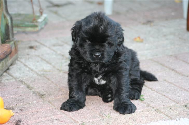 Newfoundlænder Yrsa billede 3