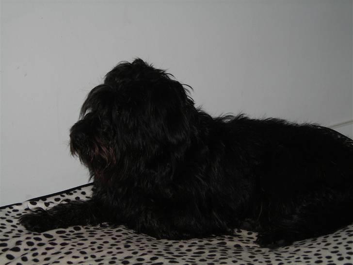 Blanding af racer Zico billede 13