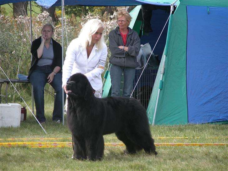 Newfoundlænder Frede - Min søster og Frede billede 4