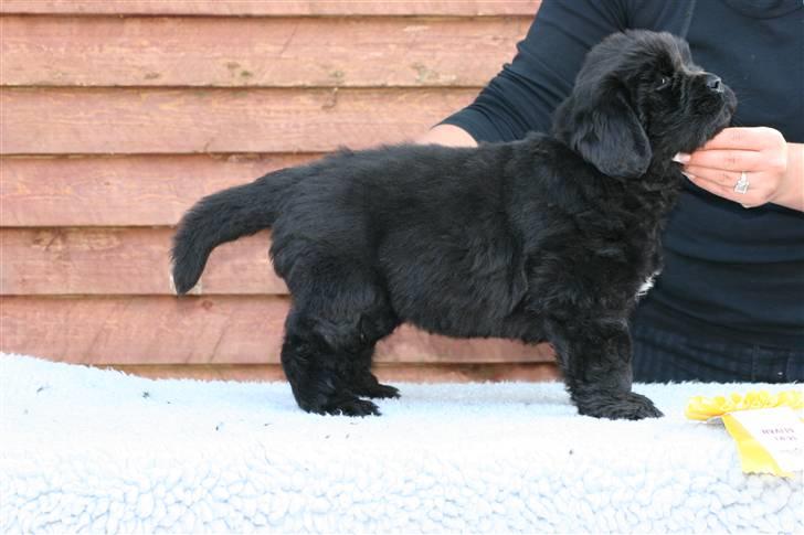 Newfoundlænder Yrsa - Der var hun 5 uger gammel billede 4