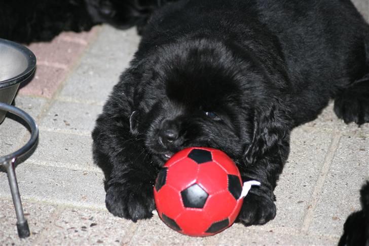 Newfoundlænder Yrsa - Hun nyder livet billede 5