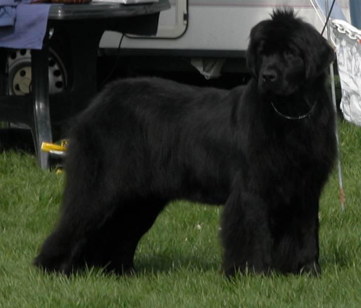 Newfoundlænder Yrsa - Det er så hendes mor ( Staisy) billede 6