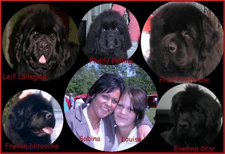 Newfoundlænder Frede - Her er et billeder af vores hunde, minus vores 3 hvalpe billede 6