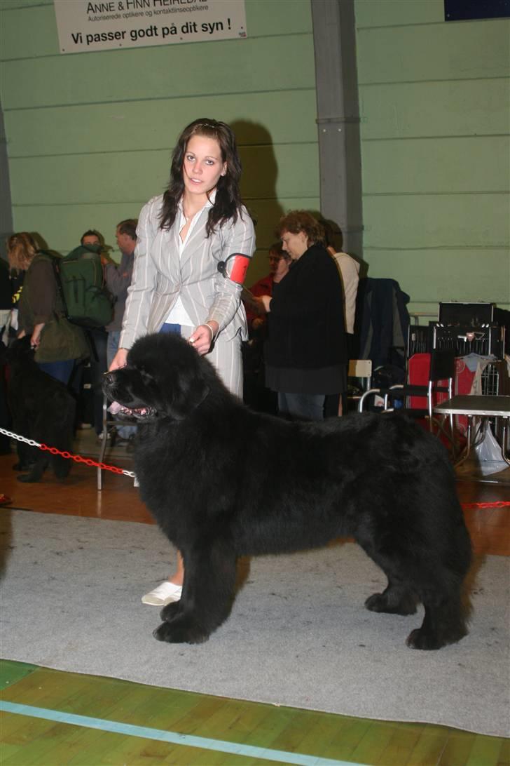 Newfoundlænder Frede billede 7