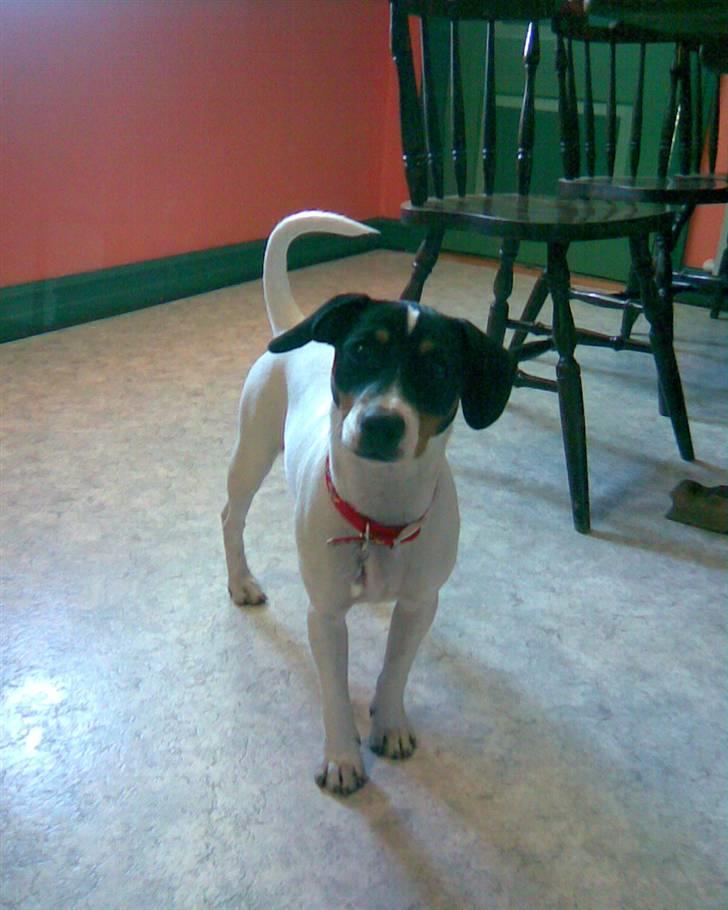 Dansk svensk gaardhund Ronja - Ronja venter på at jeg siger fri så hun må komme billede 7