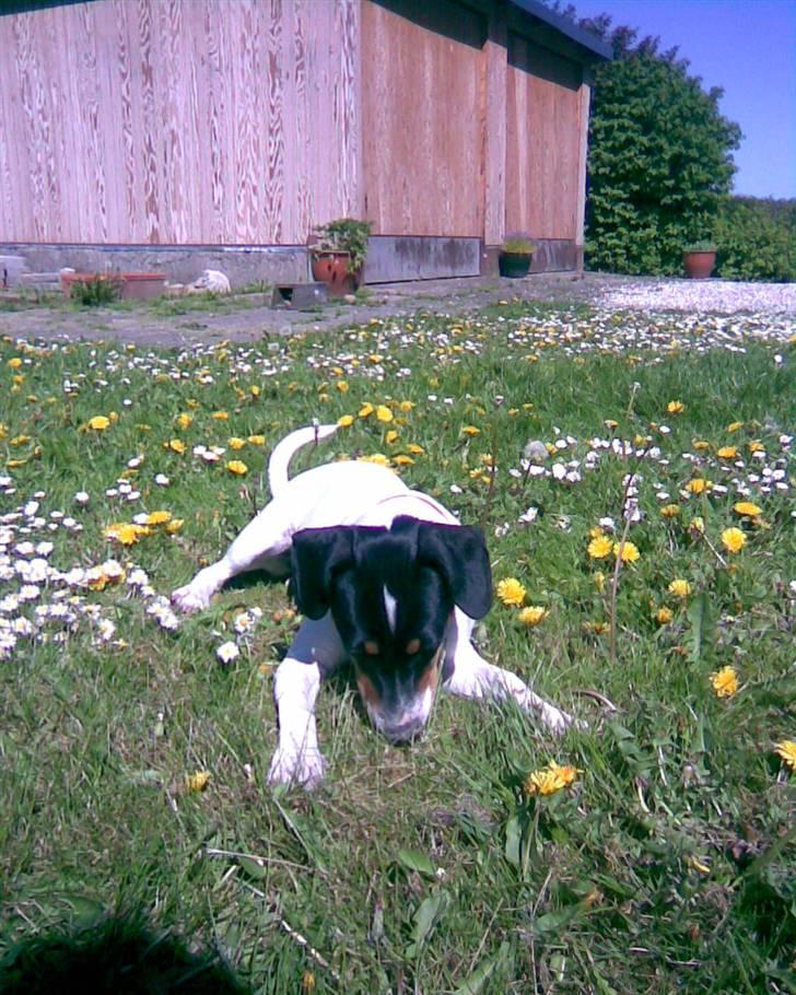 Dansk svensk gaardhund Ronja - Ronja ligger og kigger på en blomst billede 8