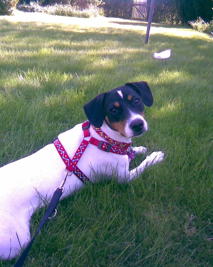 Dansk svensk gaardhund Ronja - Ronja på besøg hos noget familie billede 9