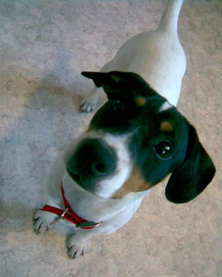 Dansk svensk gaardhund Ronja - "Hvad skal jeg gøre for at få den godbid, mor?" billede 10