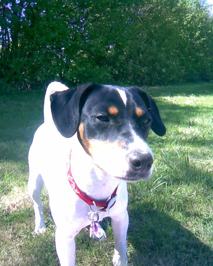 Dansk svensk gaardhund Ronja - Ronja i et betænktsomt øjeblik billede 11