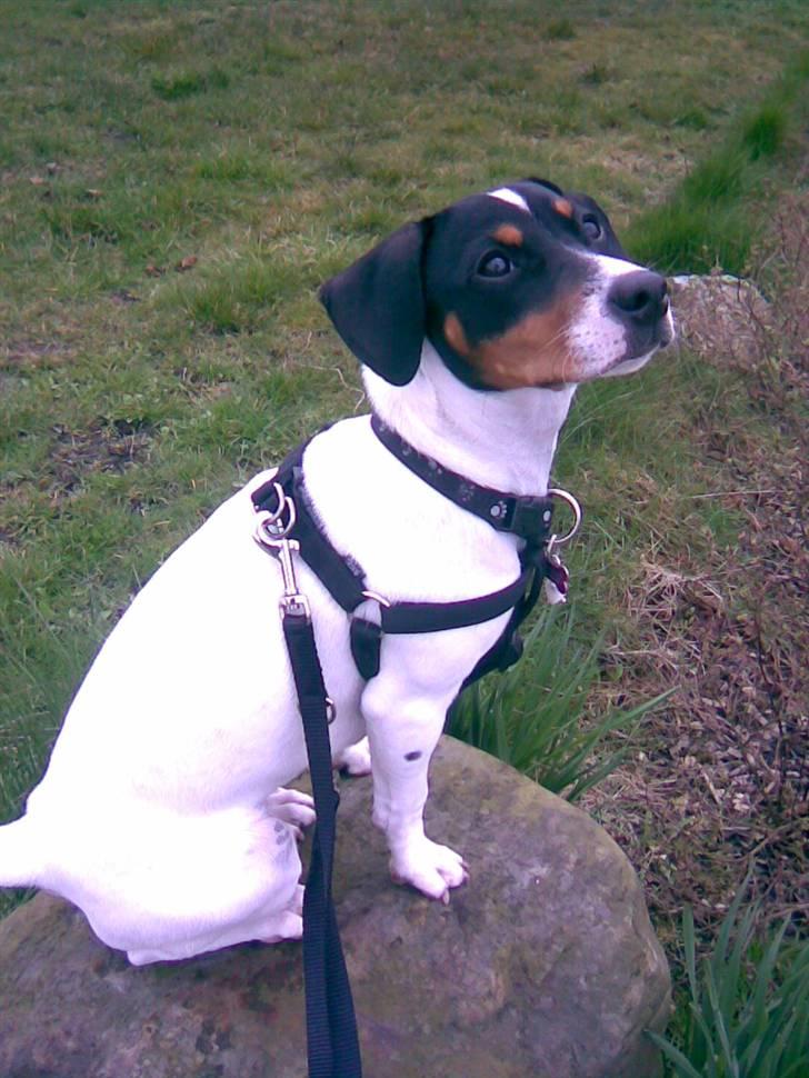 Dansk svensk gaardhund Ronja - Her sidder hun på en sten og kigger på nogle fugle det fløj forbi billede 13