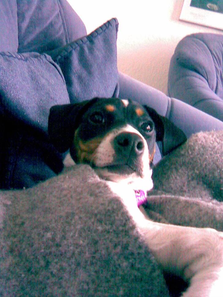 Dansk svensk gaardhund Ronja - Ronja i sofaen igen billede 14