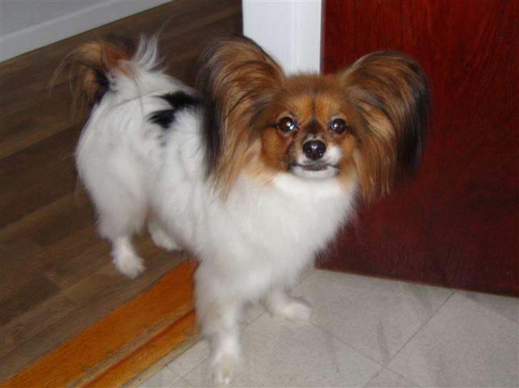 Papillon Dolly Parton - smukke Dolly billede 11