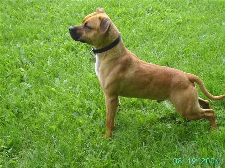 Amerikansk staffordshire terrier Cuda - Jeg sys jeg så noget derovre..  billede 13