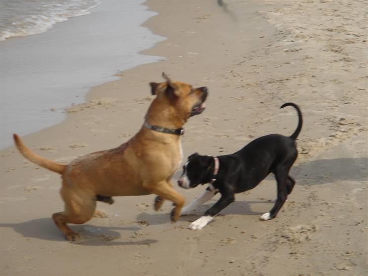 Amerikansk staffordshire terrier Cuda billede 14