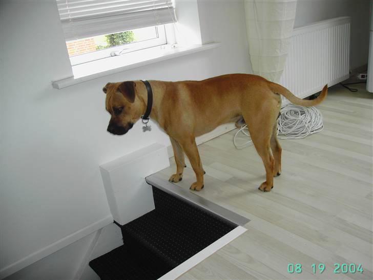 Amerikansk staffordshire terrier Cuda - Mon der kommer nogen?? billede 15