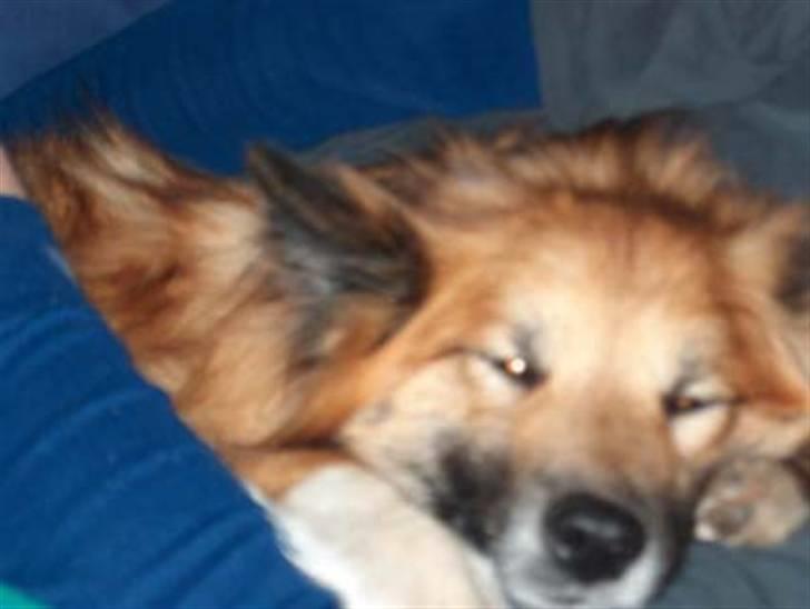 Islandsk fårehund Iljan "RIP" billede 1