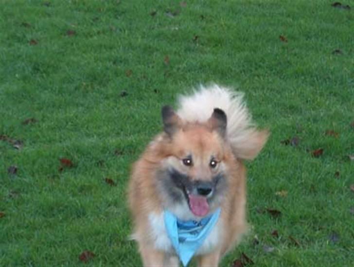 Islandsk fårehund Iljan "RIP" billede 2