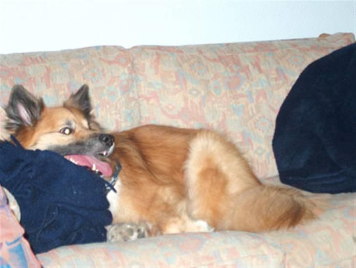 Islandsk fårehund Iljan "RIP" - Det var dengang man måtte ligge i sofaen. billede 3