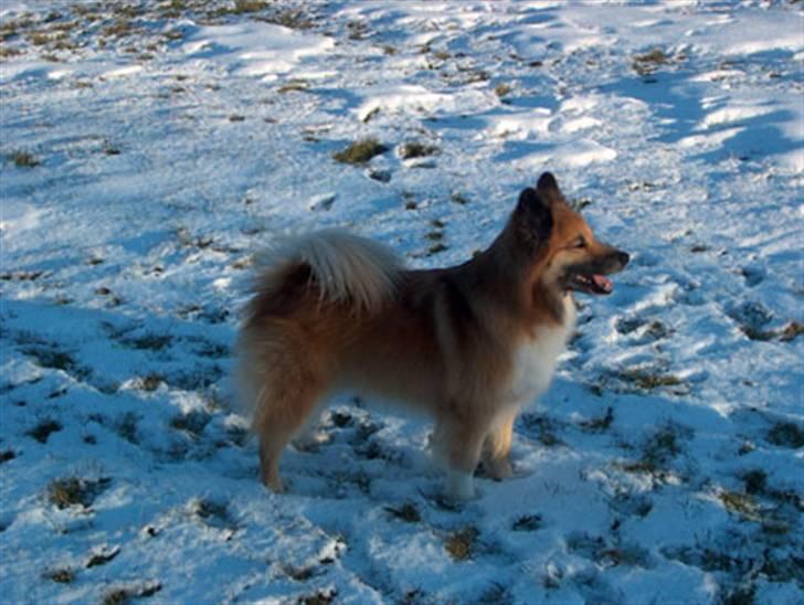 Islandsk fårehund Iljan "RIP" billede 4
