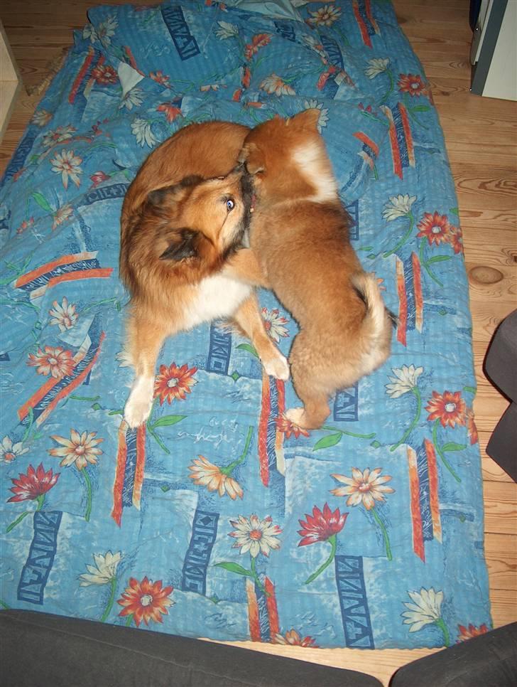 Islandsk fårehund Iljan "RIP" - Øv hvad skal hun i mit hus? billede 5