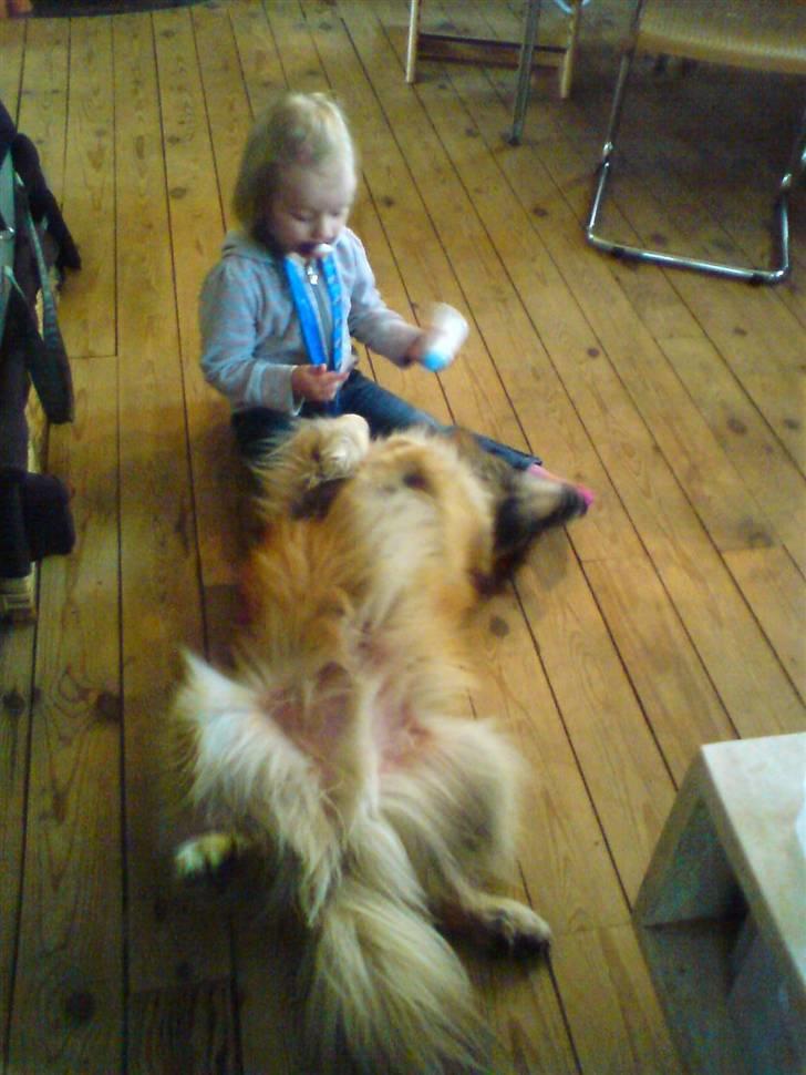 Islandsk fårehund Iljan "RIP" - Lærke og iljan hygger. billede 6