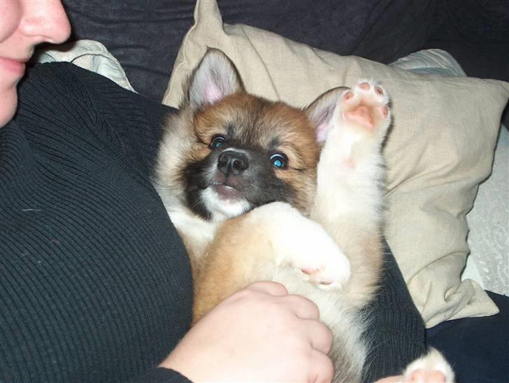 Islandsk fårehund Freya "RIP" - Hej hej er jeg ikke bare for lækker? billede 1