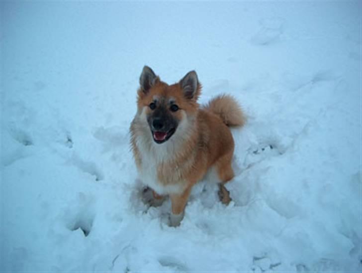 Islandsk fårehund Freya "RIP" billede 2