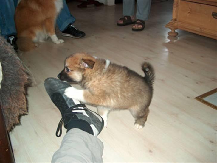 Islandsk fårehund Freya "RIP" - På besøg hos kennelen inden vi fik hende med hjem. billede 3