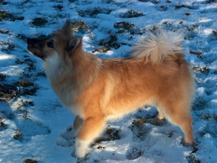 Islandsk fårehund Freya "RIP" billede 4