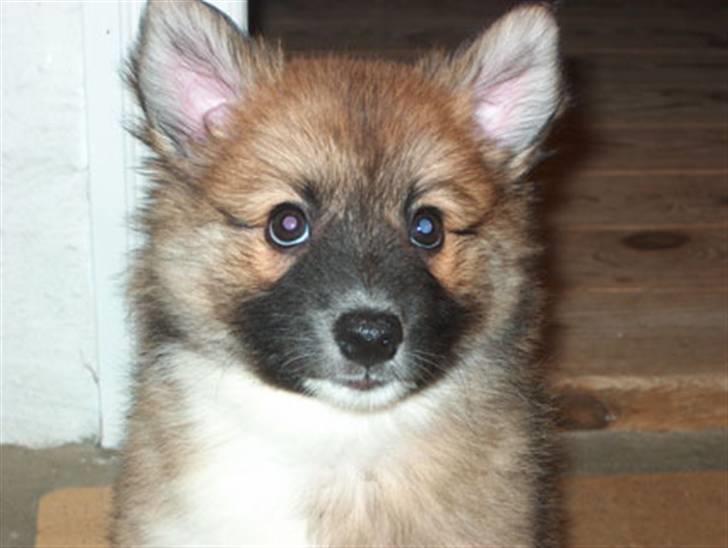 Islandsk fårehund Freya "RIP" billede 5