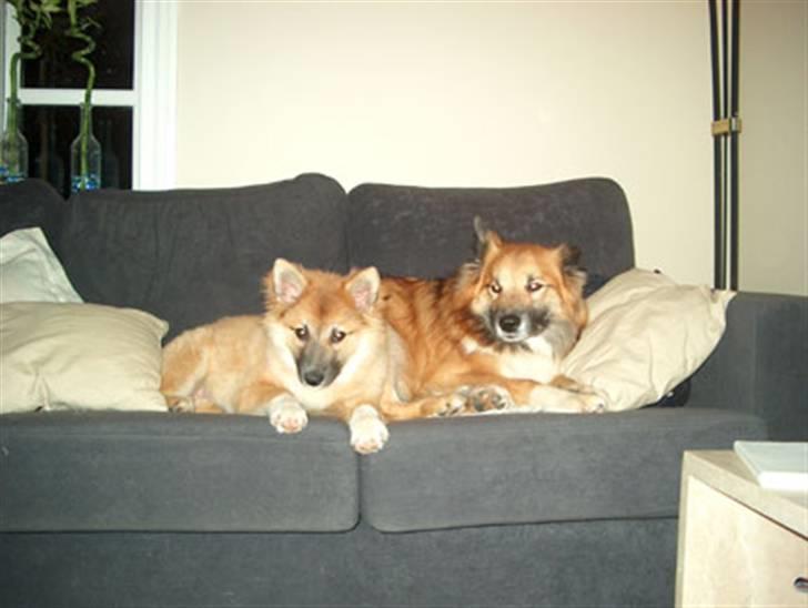 Islandsk fårehund Freya "RIP" - Det yndigste sofa pynt. billede 6