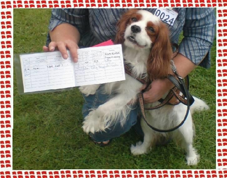 Cavalier king charles spaniel Enzo-Cucciolo Lemon Grass - 17/8-08: Enzo som Raææy-begyndermester billede 14
