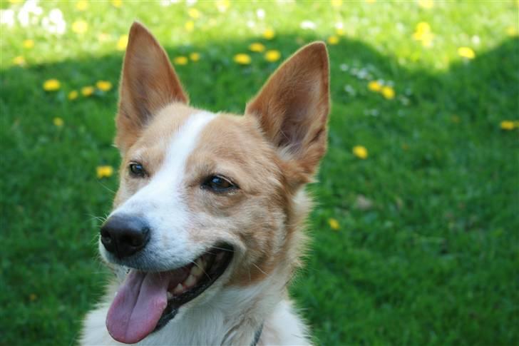 Blanding af racer Jessie - Jessie (blandingshund) billede 1