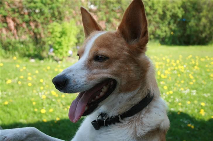 Blanding af racer Jessie billede 2