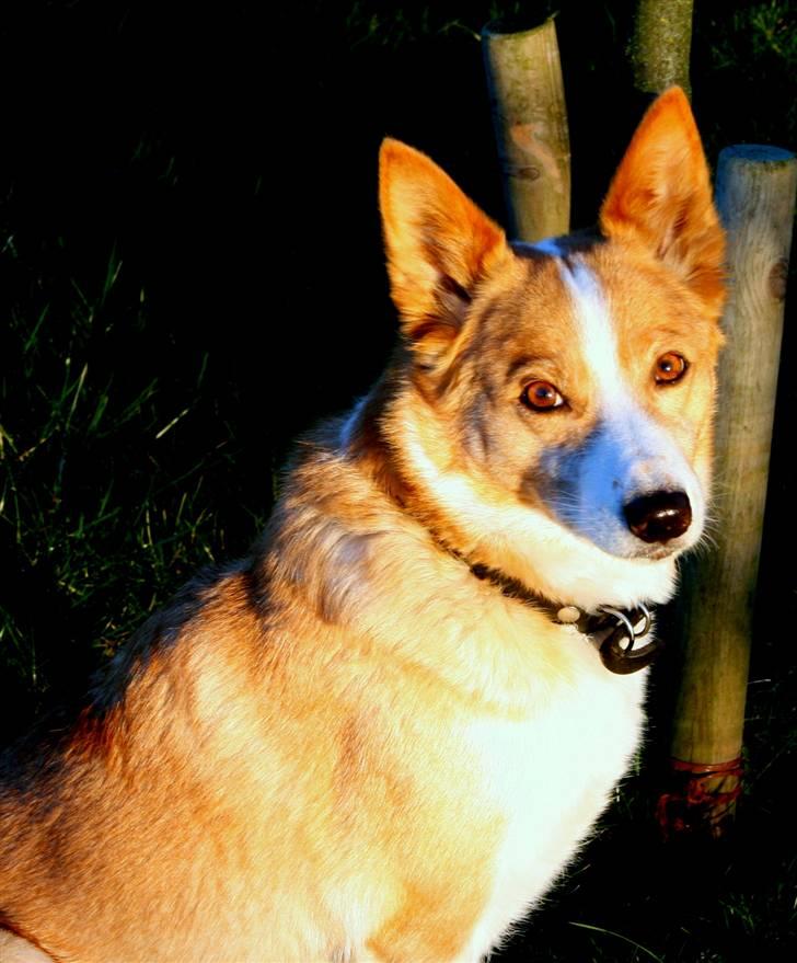 Blanding af racer Jessie billede 3