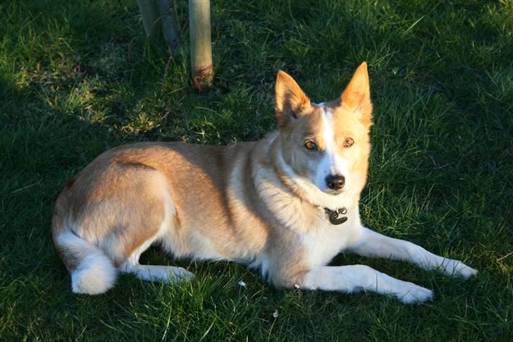 Blanding af racer Jessie billede 4