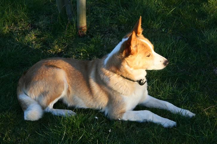 Blanding af racer Jessie billede 5