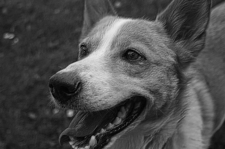 Blanding af racer Jessie billede 6