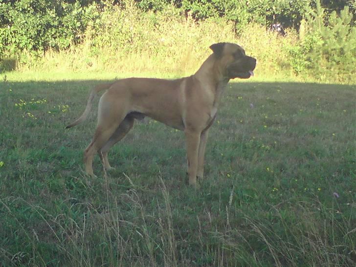 Boerboel Anasha Hector II billede 6