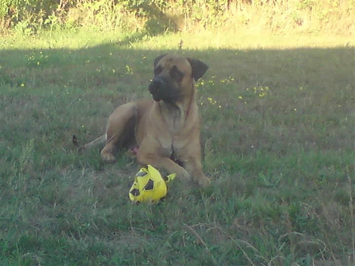 Boerboel Anasha Hector II billede 7