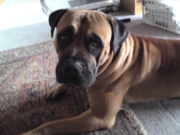 Boerboel Anasha Hector II billede 8