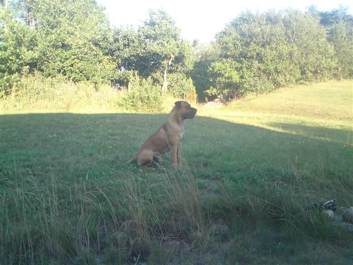 Boerboel Anasha Hector II billede 9